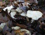Hygrophorus borealis image