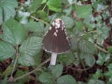Coprinopsis picacea image
