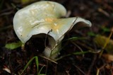 Stropharia aeruginosa image