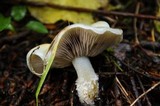 Stropharia aeruginosa image