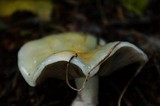 Stropharia aeruginosa image
