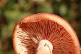 Armillaria gallica image