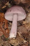 Lepista sordida image