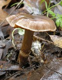 Cortinarius laniger image