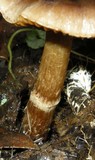 Cortinarius laniger image