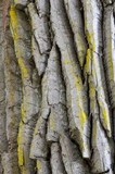 Chrysothrix candelaris image