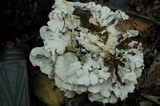 Grifola frondosa image