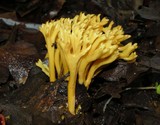 Clavulinopsis corniculata image