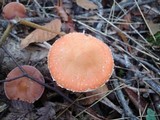 Leratiomyces squamosus image