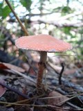 Leratiomyces squamosus image