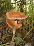 Leratiomyces squamosus image