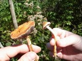 Leratiomyces squamosus image