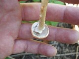 Leratiomyces squamosus var. thraustus image