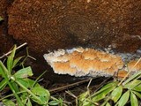 Pycnoporellus alboluteus image