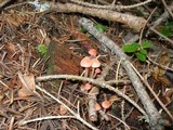 Atheniella adonis image