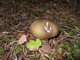 Tricholoma saponaceum image