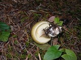 Tricholoma saponaceum image