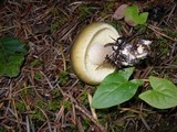Tricholoma saponaceum image