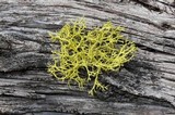 Letharia lupina image