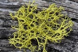 Letharia lupina image