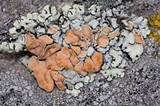 Rhizoplaca chrysoleuca image