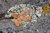 Rhizoplaca chrysoleuca image