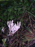 Clavulina rugosa image