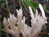 Clavulina rugosa image