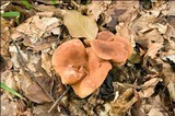 Lactarius fulvissimus image