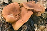 Lactarius fulvissimus image