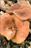 Lactarius fulvissimus image