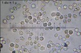 Lactarius fulvissimus image