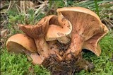 Lactarius fulvissimus image