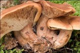 Lactarius fulvissimus image