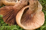 Lactarius fulvissimus image