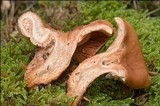 Lactarius fulvissimus image