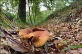 Lactarius fulvissimus image