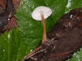 Strobilurus trullisatus image