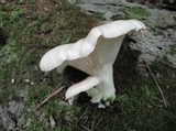 Pleurotus cornucopiae image