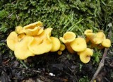 Cantharellus ignicolor image