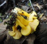Cantharellus ignicolor image