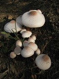 Leucoagaricus americanus image