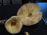 Leucoagaricus americanus image