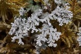 Stereocaulon tomentosum image