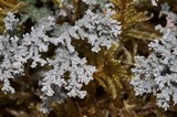 Stereocaulon tomentosum image