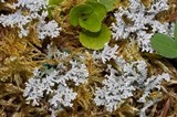 Stereocaulon tomentosum image