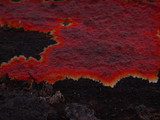 Phlebia coccineofulva image