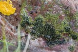 Phaeophyscia decolor image