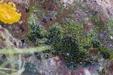 Phaeophyscia decolor image
