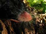 Spinellus fusiger image
